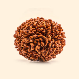 RUDRAKSHA